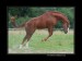 horse-around-400.jpg
